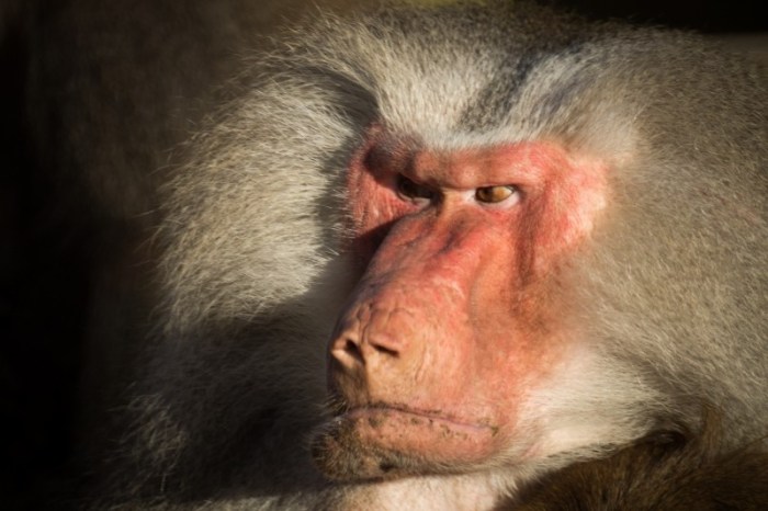 baboon-angry-zoo-wildlife-animals-primate-ape