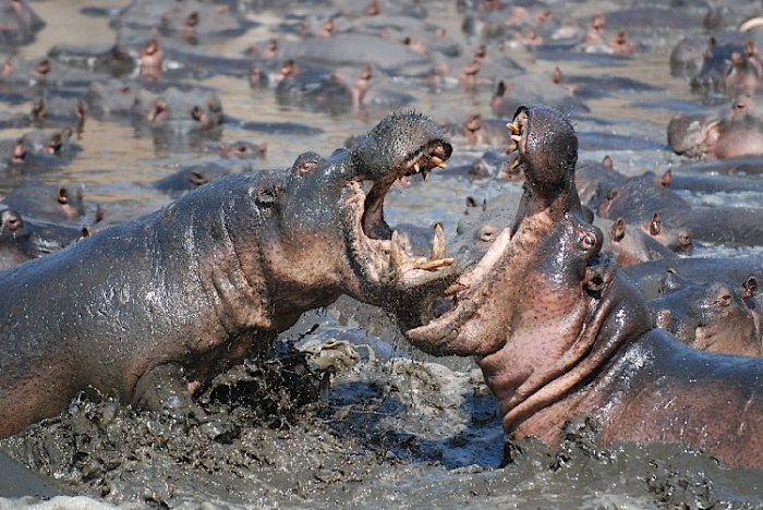 hippos